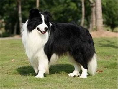 边境牧羊犬好养吗
