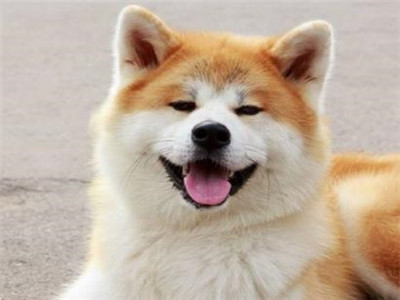 秋田犬好养吗