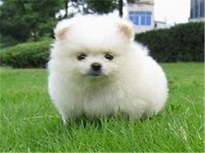 博美犬怎么养
