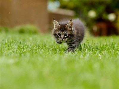 猫毛囊炎用什么药