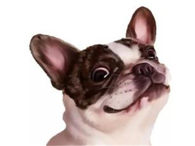 法斗犬的常见疾病