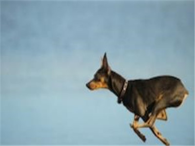 小鹿犬怎么训练