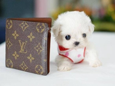 茶杯犬选购