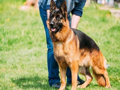 德国牧羊犬多少钱