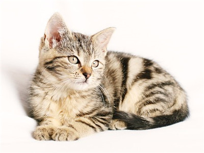 母猫绝育多久能恢复