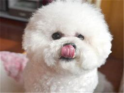 比熊犬好养吗