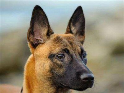 马犬养殖