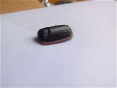 蟑螂卵有毒吗