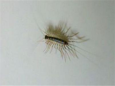 钱串子和蚰蜒是一种吗