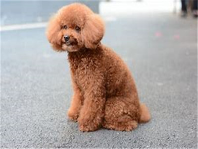 泰迪犬怎么养