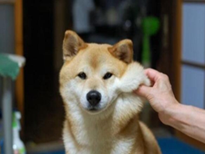 柴犬洗澡