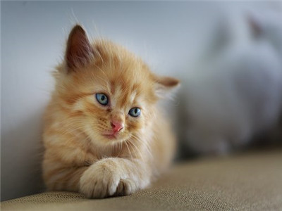 猫有狂犬病的症状