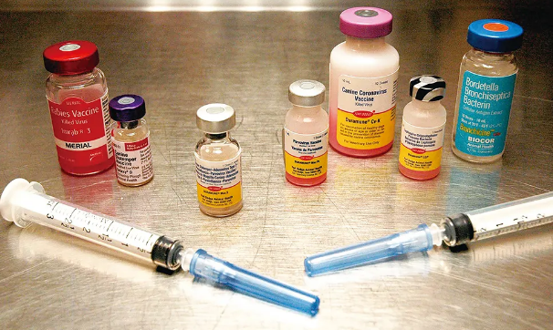 没打满三针的狗狗可以洗澡吗 狗狗多久洗澡
