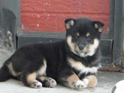 柴犬秋田犬区别