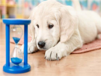 怎样训练拉布拉多犬
