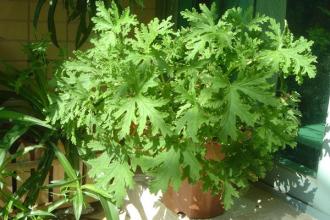喜阴驱蚊植物有哪些