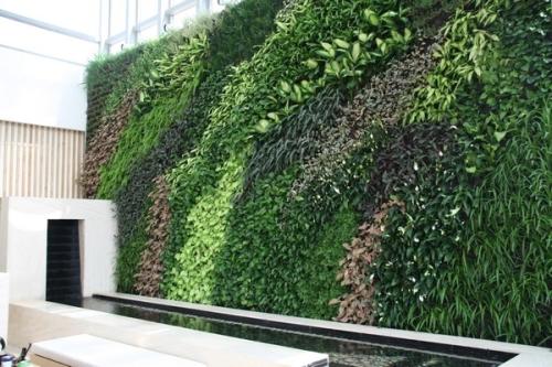 室内植物墙摆放什么植物好