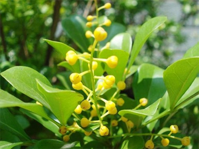 米兰花繁殖方法