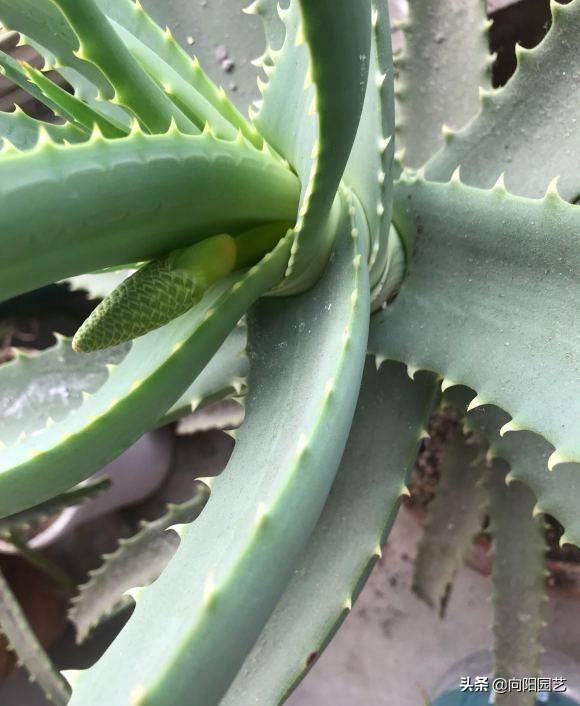 芦荟多浇水还是少浇水 芦荟多久浇一次水