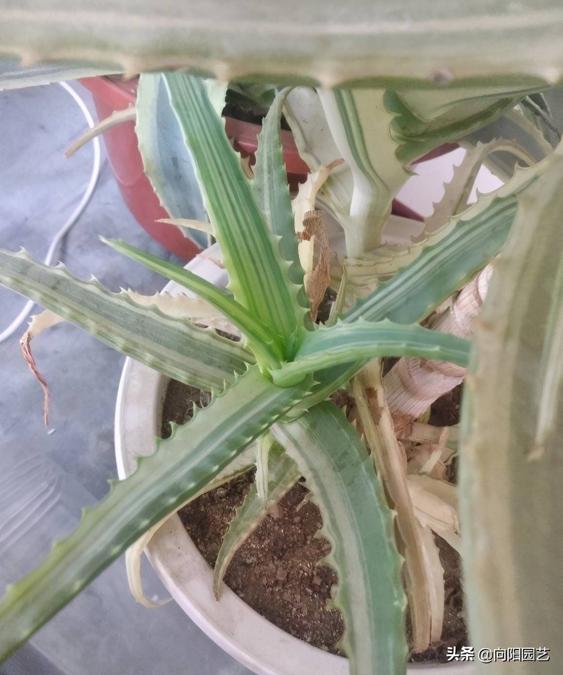 芦荟多浇水还是少浇水 芦荟多久浇一次水