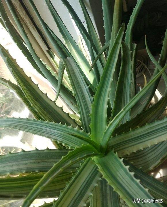 芦荟多浇水还是少浇水 芦荟多久浇一次水