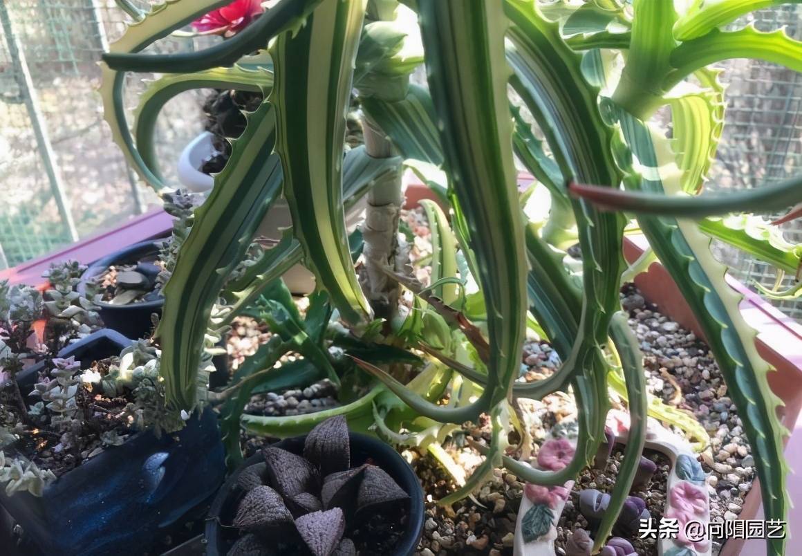 芦荟多浇水还是少浇水 芦荟多久浇一次水