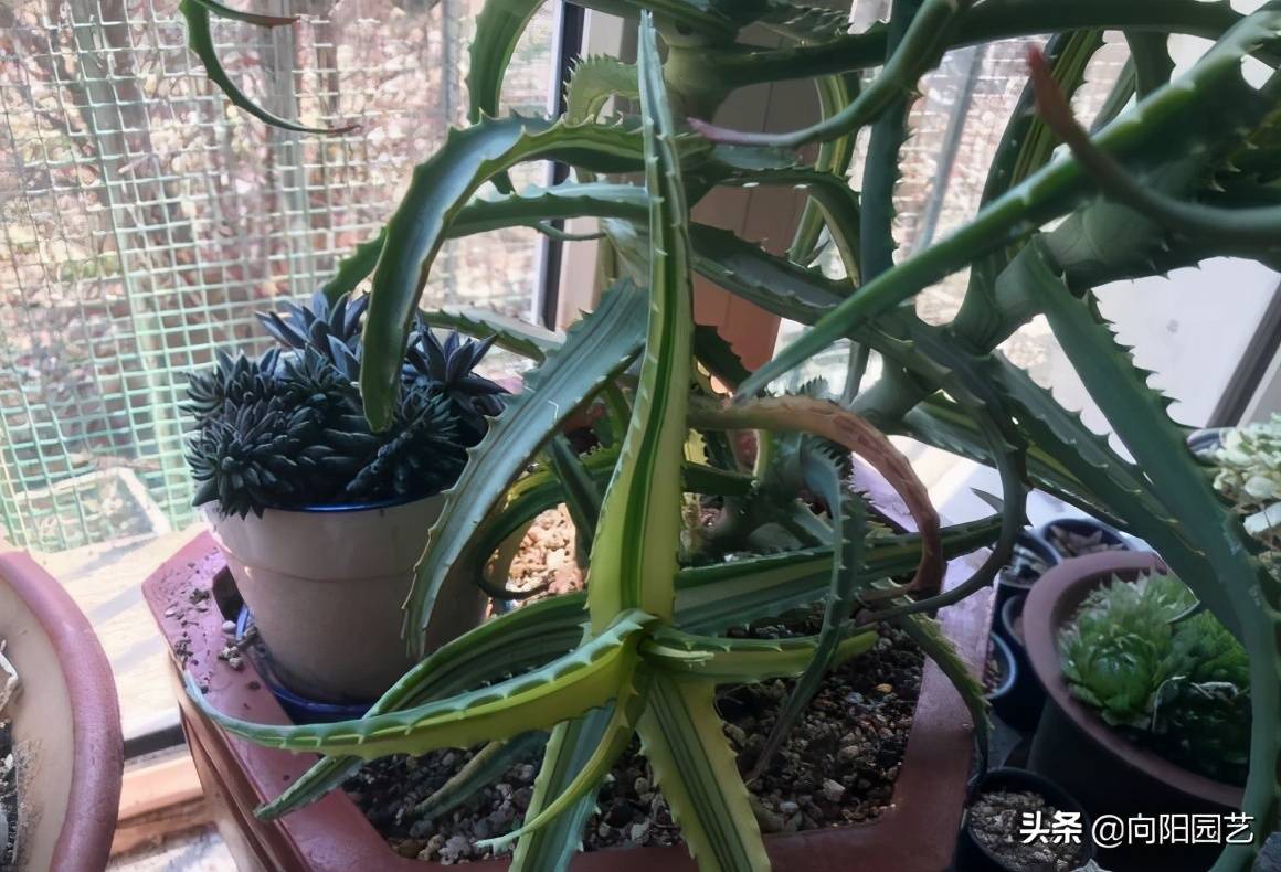 芦荟多浇水还是少浇水 芦荟多久浇一次水