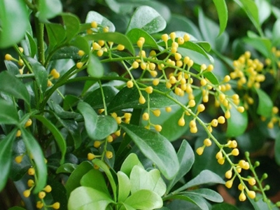 米兰花长虫后如何处理