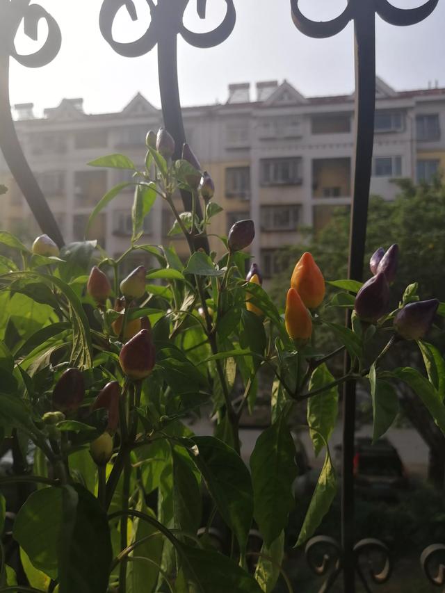 天天死宅在家里是一种什么感受?