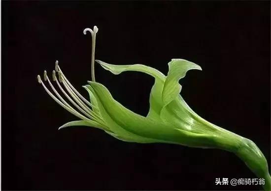 丈母娘再婚后去世了，后老伴让我赡养他，我可以不养吗？