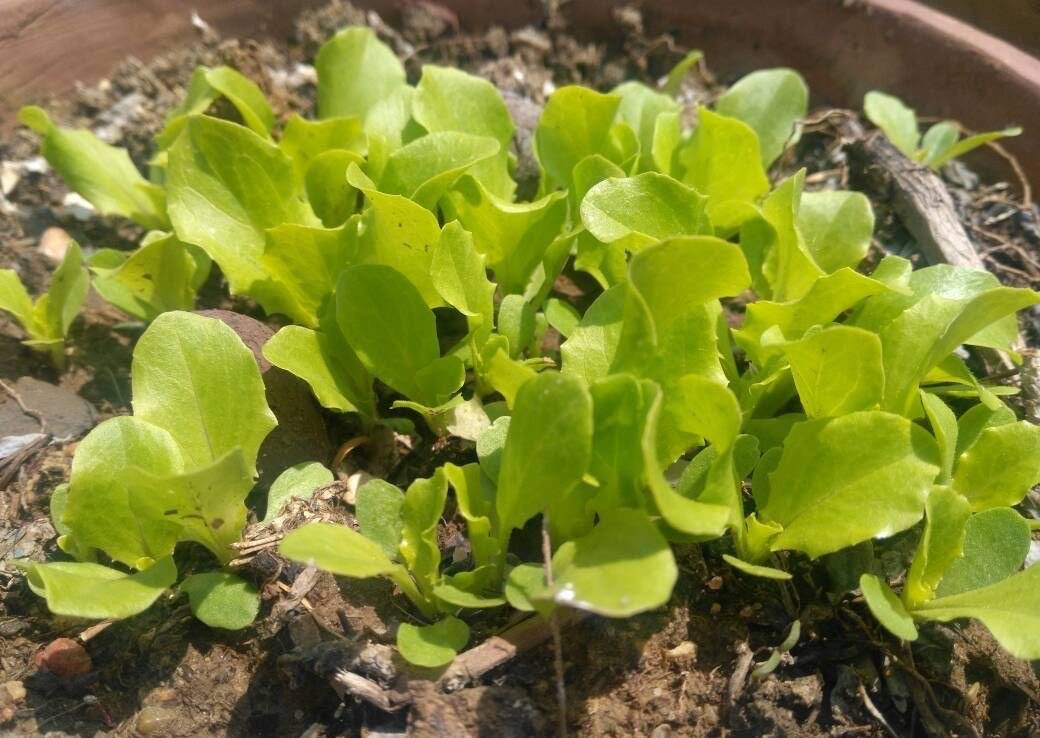 盆栽香菜多久发芽 香菜多久发芽