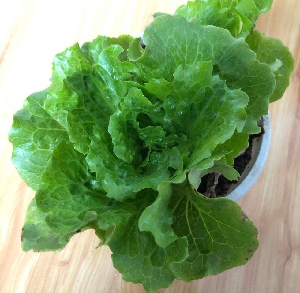 盆栽香菜多久发芽 香菜多久发芽