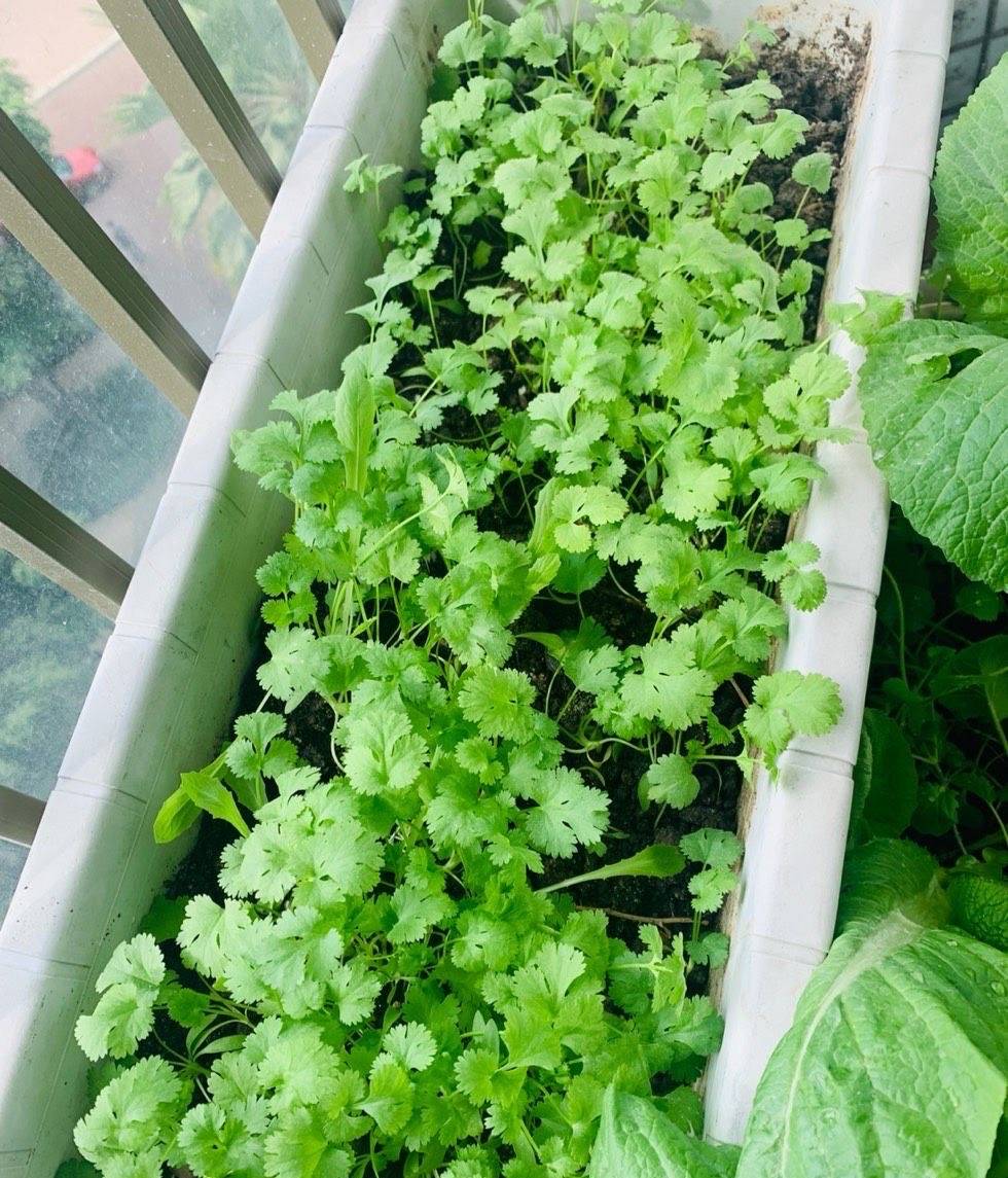 盆栽香菜多久发芽 香菜多久发芽