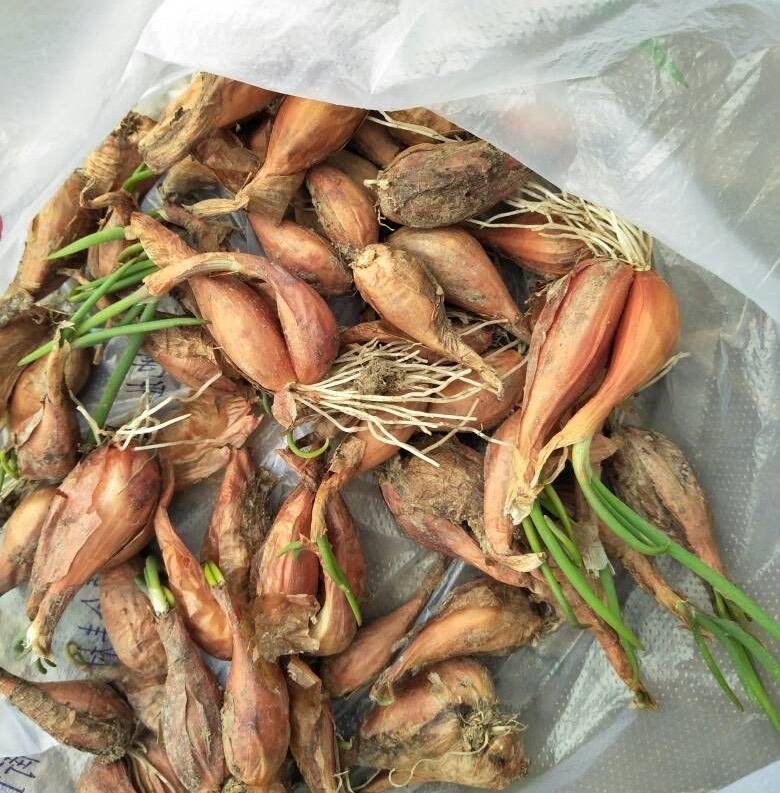 盆栽香菜多久发芽 香菜多久发芽