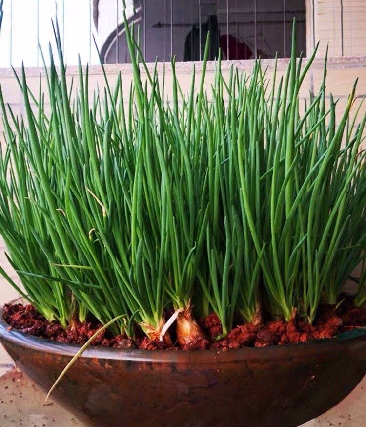 盆栽香菜多久发芽 香菜多久发芽