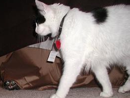 宠物猫咬人打疫苗吗