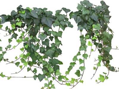 什么室内植物释放氧气
