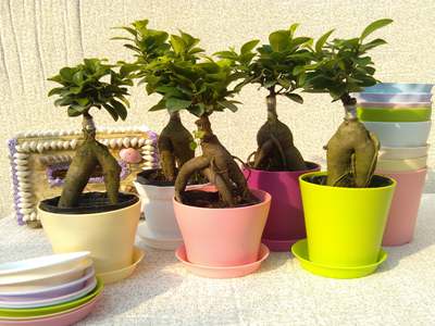 室内植物怎么除虫