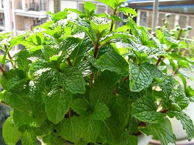 什么室内植物可以驱蚊