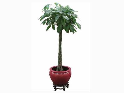 大型室内植物有哪些