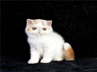 宠物驱虫猫狗通用吗?
