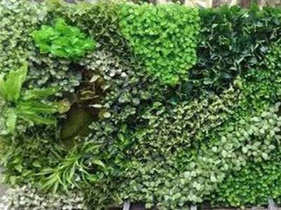 室内植物墙用什么植物