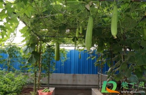 夏天种什么蔬菜最快 夏天种什么青菜合适