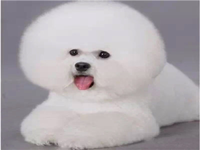 宠物消毒水气味对狗有害吗？