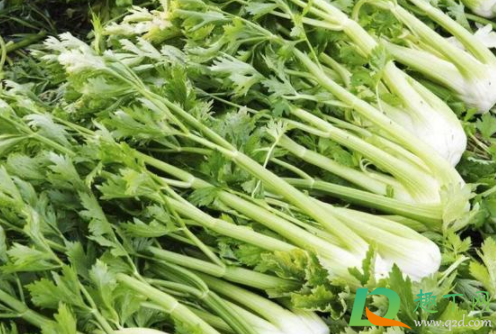 水芹菜的功效与作用 水芹菜焯水后为什么水变黑