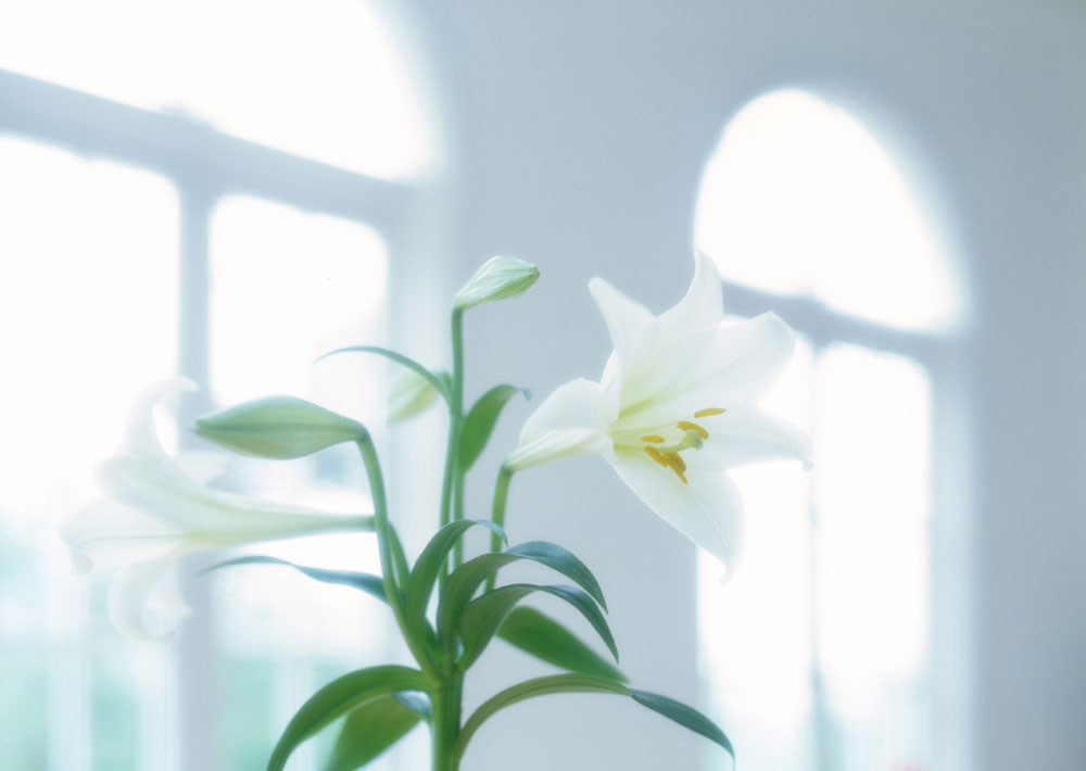 百合花可以放在卧室吗?