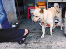 狼狗伤人应如何赔偿