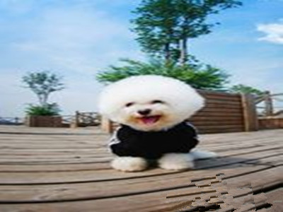 狗狗坐电梯要注意什么