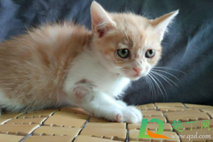 猫咪感冒可以不管吗