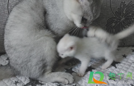 猫咪感冒可以不管吗
